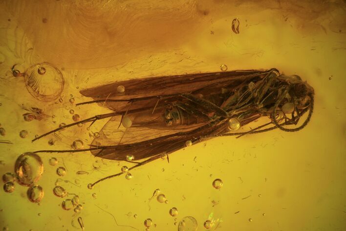 Detailed Fossil Caddisfly (Trichopterae) In Baltic Amber #93852